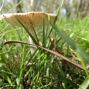 zz agaric (stem; gills white/cream) at Borough, NSW - suppressed