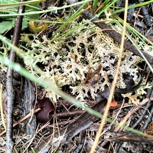 Cladia corallaizon at Oaks Estate, ACT - 29 Mar 2025 01:00 PM