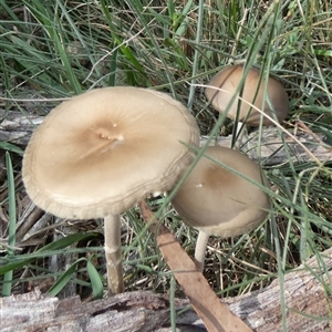 Oudemansiella gigaspora group at Borough, NSW - suppressed