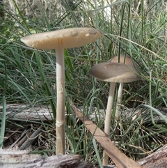 Oudemansiella gigaspora group at Borough, NSW - suppressed