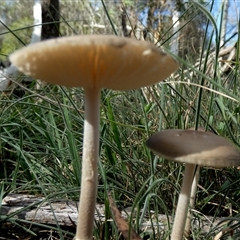 Oudemansiella gigaspora group at Borough, NSW - suppressed