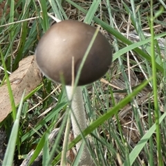 Oudemansiella gigaspora group at Borough, NSW - suppressed
