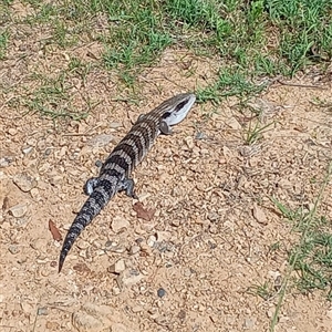 Tiliqua scincoides scincoides at Mount George, NSW - suppressed