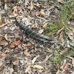 Tiliqua scincoides scincoides at Mount George, NSW - suppressed