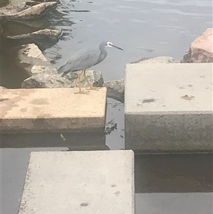 Egretta novaehollandiae at Ferntree Gully, VIC - 28 Mar 2025 08:36 AM