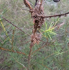 Phryganoporus candidus at Borough, NSW - suppressed