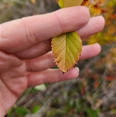 Crataegus crus-galli at Uriarra Village, ACT - 28 Mar 2025 10:25 AM
