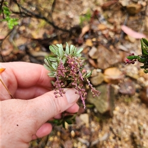Grevillea lanigera at Uriarra Village, ACT - 29 Mar 2025 01:35 PM