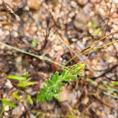Grevillea lanigera at Uriarra Village, ACT - 29 Mar 2025 01:35 PM