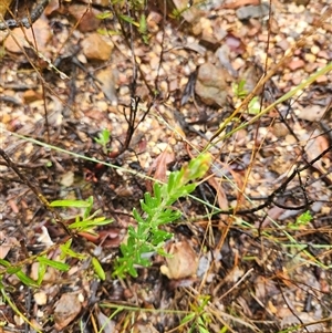 Grevillea lanigera at Uriarra Village, ACT - 29 Mar 2025 01:35 PM