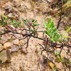 Grevillea lanigera at Uriarra Village, ACT - 29 Mar 2025 01:35 PM