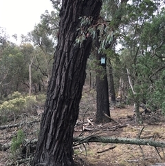 Eucalyptus sideroxylon subsp. sideroxylon at Crowther, NSW - 29 Mar 2025 04:08 PM