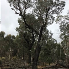 Eucalyptus sideroxylon subsp. sideroxylon at Crowther, NSW - 29 Mar 2025 04:08 PM