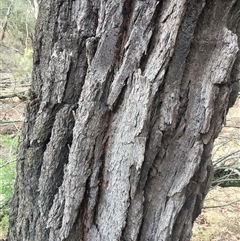 Eucalyptus sideroxylon subsp. sideroxylon at Crowther, NSW - 29 Mar 2025 04:08 PM