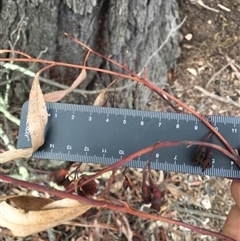 Eucalyptus sideroxylon subsp. sideroxylon at Crowther, NSW - 29 Mar 2025 04:08 PM