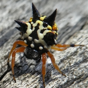 Austracantha minax at Ballyroe, NSW - 28 Dec 2018 06:53 PM