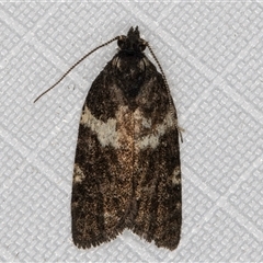 Dichelia cosmopis at Melba, ACT - 27 Mar 2025 10:19 PM