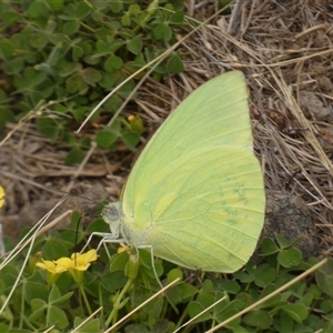 Catopsilia pomona at Ballyroe, NSW - suppressed