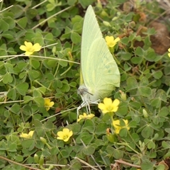 Catopsilia pomona at Ballyroe, NSW - suppressed