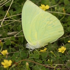 Catopsilia pomona at Ballyroe, NSW - suppressed