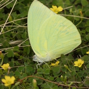 Catopsilia pomona at Ballyroe, NSW - suppressed