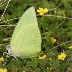 Catopsilia pomona at Ballyroe, NSW - suppressed