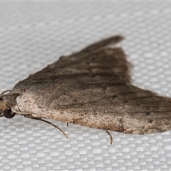 Nola pleurosema at Melba, ACT - 27 Mar 2025 11:44 PM
