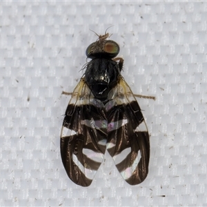 Sphaeniscus atilius at Melba, ACT - 27 Mar 2025 10:23 PM