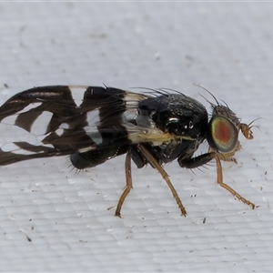 Sphaeniscus atilius at Melba, ACT - 27 Mar 2025 10:23 PM