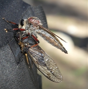 Psaltoda plaga at suppressed - suppressed