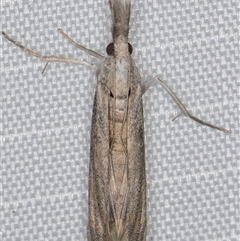 Culladia cuneiferellus at Melba, ACT - 27 Mar 2025 11:45 PM