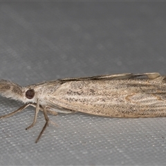Culladia cuneiferellus at Melba, ACT - 27 Mar 2025 11:45 PM