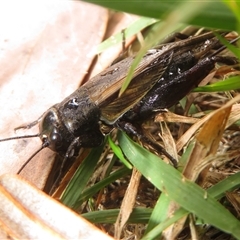 Teleogryllus commodus at Flynn, ACT - 26 Mar 2025 10:25 AM