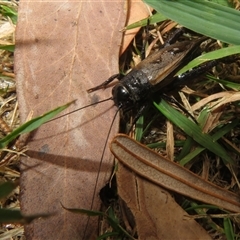 Teleogryllus commodus at Flynn, ACT - 26 Mar 2025 10:25 AM