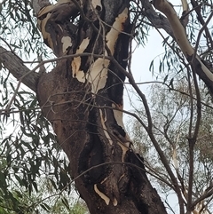 Eucalyptus (genus) at Walleroobie, NSW - 29 Mar 2025 04:40 PM