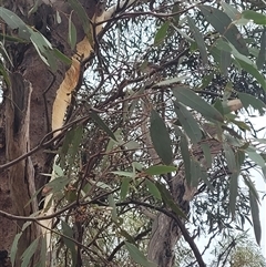 Eucalyptus (genus) at Walleroobie, NSW - 29 Mar 2025 04:40 PM