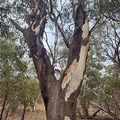Eucalyptus (genus) at Walleroobie, NSW - 29 Mar 2025 04:40 PM