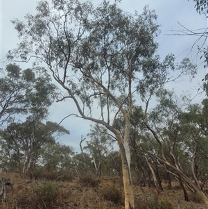 Eucalyptus rossii at Walleroobie, NSW - 29 Mar 2025 04:47 PM