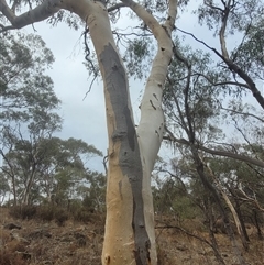 Eucalyptus rossii at Walleroobie, NSW - 29 Mar 2025 04:47 PM
