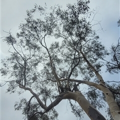 Eucalyptus rossii at Walleroobie, NSW - 29 Mar 2025 04:47 PM