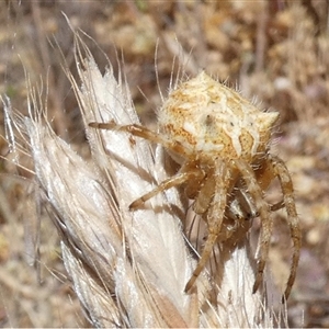 Backobourkia brounii at Ballyroe, NSW - suppressed