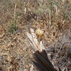 Backobourkia brounii at Ballyroe, NSW - suppressed