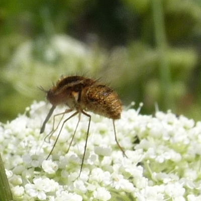 Diptera (order) by arjay