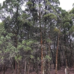 Callitris endlicheri at Crowther, NSW - 29 Mar 2025 11:40 AM