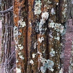 Callitris endlicheri at Crowther, NSW - 29 Mar 2025 11:40 AM