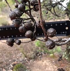 Callitris endlicheri at Crowther, NSW - 29 Mar 2025 11:40 AM