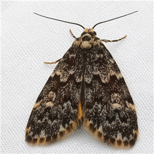 Halone coryphoea at Bulli, NSW - 19 Mar 2025 08:10 PM