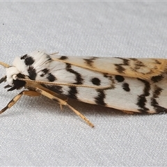 Hectobrocha pentacyma at Bulli, NSW - 19 Mar 2025 08:53 PM