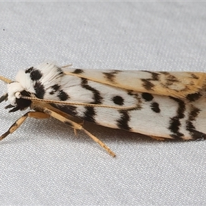 Hectobrocha pentacyma at Bulli, NSW - 19 Mar 2025 08:53 PM