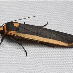 Brunia replana at Bulli, NSW - 19 Mar 2025 10:19 PM